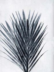 Palm 2 Grey | Obraz na stenu