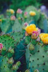 Spring Cacti No. 1 | Obraz na stenu