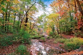 Autumn at Hopkins Pond | Obraz na stenu