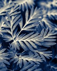 Navy Blue Leaves | Obraz na stenu