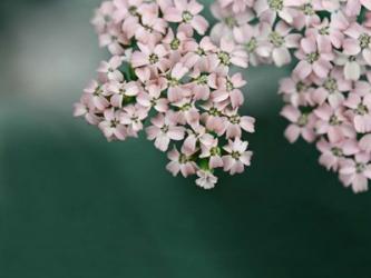 Blush Pink Flowers | Obraz na stenu