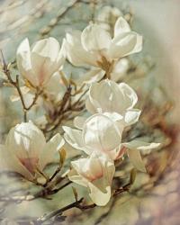 Vintage Inspired Magnolias | Obraz na stenu
