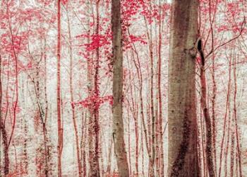 Pink & Brown Fantasy Forest | Obraz na stenu