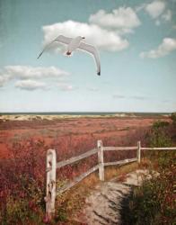 Gull over Coastal Trail | Obraz na stenu