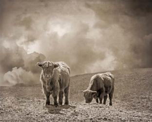 Scottish Highland Cattle No. 2 | Obraz na stenu