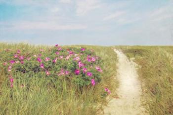 Beach Roses | Obraz na stenu