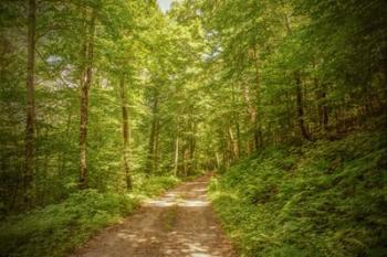 Forest Road | Obraz na stenu