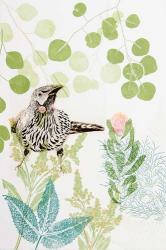 Wattlebird and Pincushion Protea | Obraz na stenu