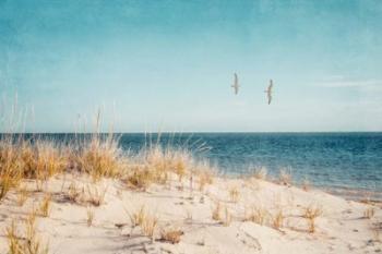 Beach & Gulls | Obraz na stenu