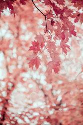Pink and Coral Maple Leaves | Obraz na stenu