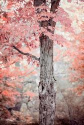 Pink and Coral Maple Tree | Obraz na stenu