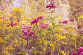 Plum and Mustard Wildflowers | Obraz na stenu