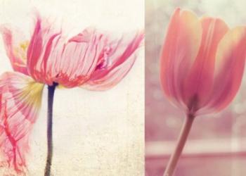 Poppy & Tulip | Obraz na stenu