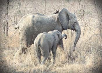 Elephants | Obraz na stenu