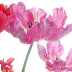 Parrot Tulips | Obraz na stenu