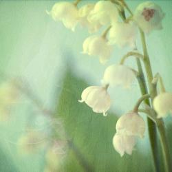 Lily of the Valley | Obraz na stenu