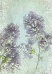 Lilac | Obraz na stenu