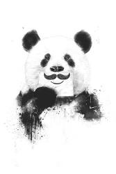 Funny Panda | Obraz na stenu