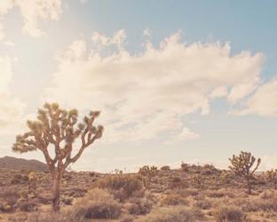 Sunshine & Joshua Trees | Obraz na stenu