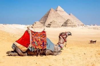 Camel Resting by the Pyramids, Giza, Egypt | Obraz na stenu