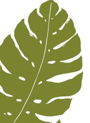 Monstera | Obraz na stenu