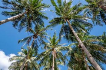 Palawan Palm Trees II | Obraz na stenu