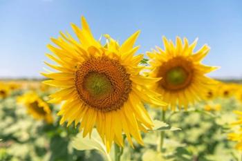 Sunflowers II | Obraz na stenu