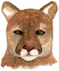 Cougar | Obraz na stenu