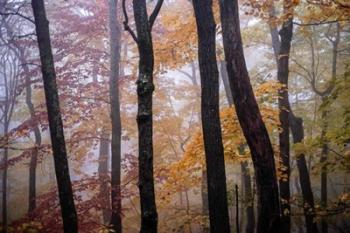October Trees | Obraz na stenu