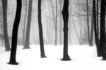 Winter Fog | Obraz na stenu