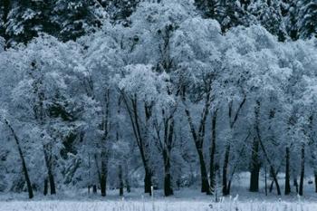 Black Oaks, Yosemite | Obraz na stenu