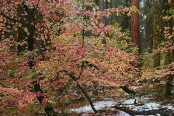 Dogwoods & Sequoia | Obraz na stenu