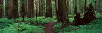 Redwoods Path | Obraz na stenu