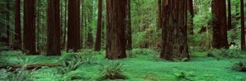Redwoods, Rolph Grove | Obraz na stenu