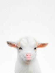 Baby Goat | Obraz na stenu