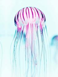 Jelly Fish | Obraz na stenu