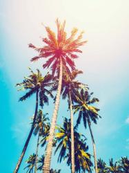 Palms in the Sun | Obraz na stenu
