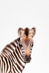 Baby Zebra | Obraz na stenu