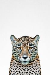 Leopard II | Obraz na stenu