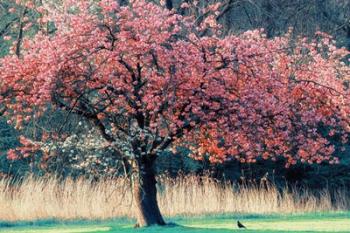 Me and My Tree | Obraz na stenu