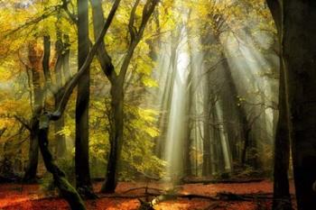 Yellow Leaves Rays | Obraz na stenu