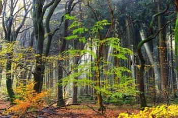 Colors of the Forest IV | Obraz na stenu