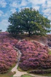 Purple Heath | Obraz na stenu
