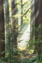 Sunbeam and Spiderweb | Obraz na stenu