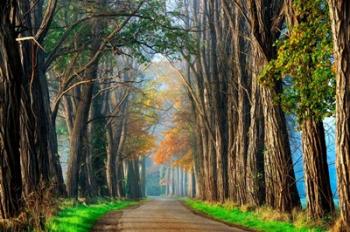 Acacias in Autumn | Obraz na stenu