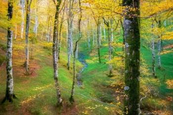 Dream of Birches | Obraz na stenu