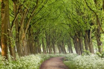 Cow Parsley Curve | Obraz na stenu