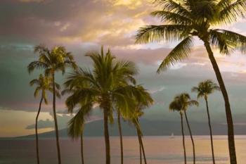Hawaii Palm Sunset No. 1 | Obraz na stenu