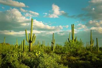 Saguaros No. 2 | Obraz na stenu