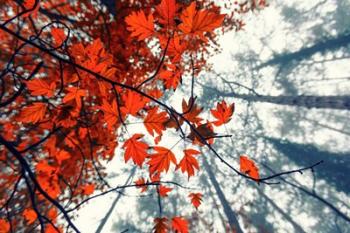 Red Autumn Leaves | Obraz na stenu